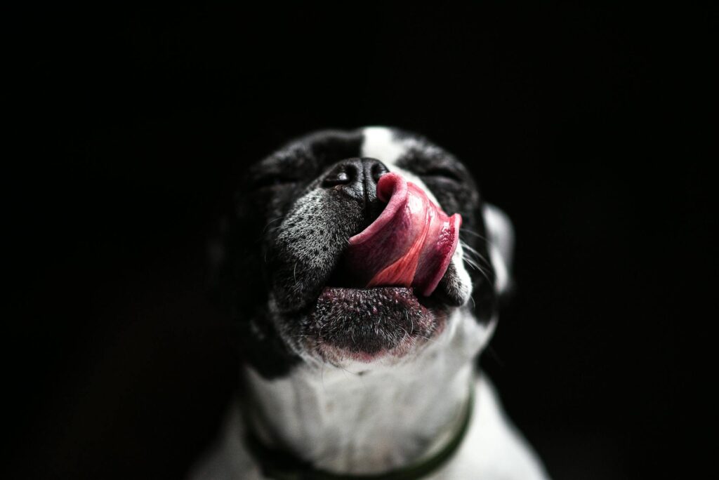 【獣医師監修】犬用乳酸菌サプリおすすめ比較！効果的な選び方