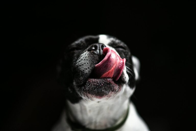 【獣医師監修】犬用乳酸菌サプリおすすめ比較！効果的な選び方