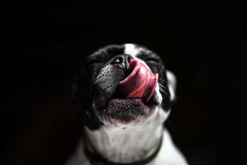 【獣医師監修】犬用乳酸菌サプリおすすめ比較！効果的な選び方